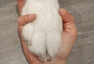 Hundetraining Michaela Braunhofer Hundegesundheitszentrum Prutz