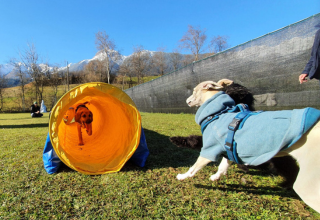 Hundetraining Michaela Braunhofer Hundegesundheitszentrum Prutz