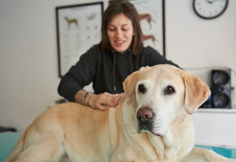 Hundemassage Michaela Braunhofer