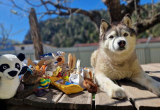 Seminare und Vorträge Hundegesundheitszentrum Prutz