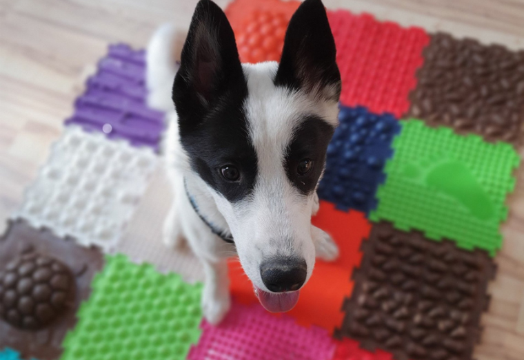 Vorträge im Hundegesundheitszentrum Prutz