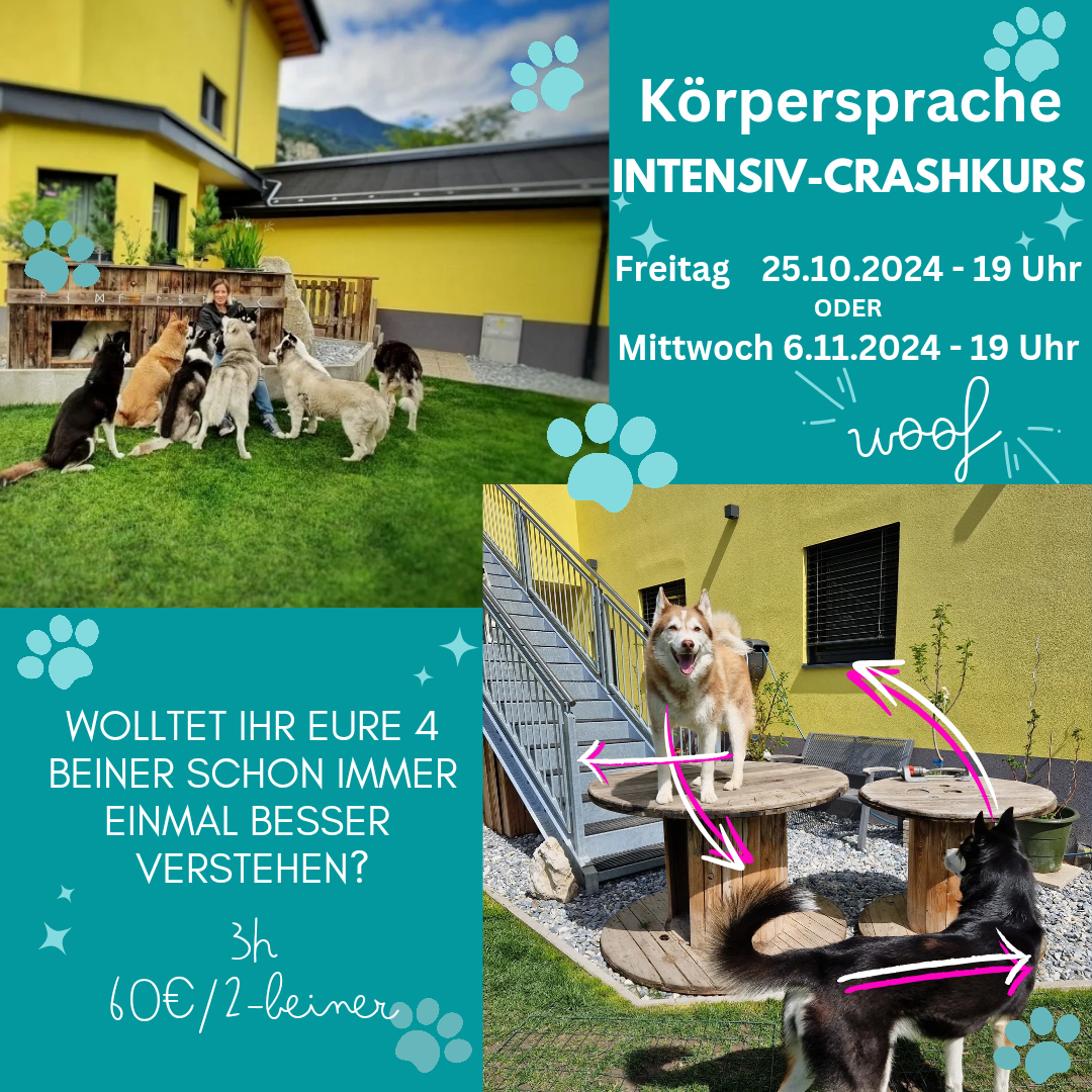 Körpersprache Hund